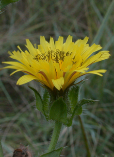 Bristly Oxtongue