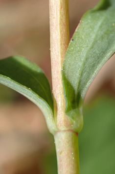 Imperforate St John's-wort