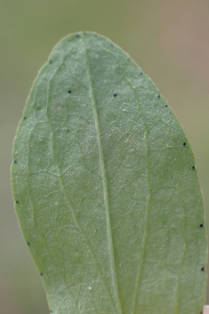 Imperforate St John's-wort