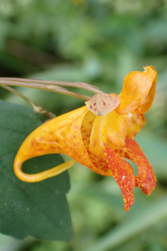 Orange Balsam