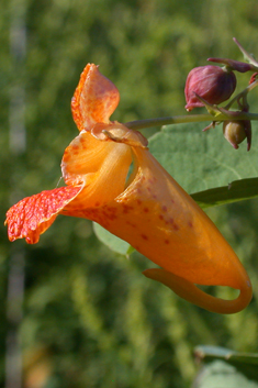 Orange Balsam