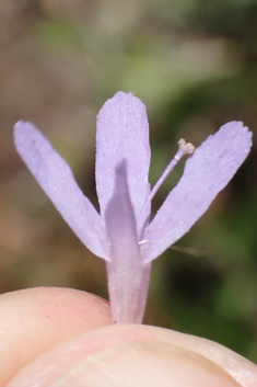 Field Scabious