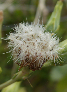 Cultivated Lettuce