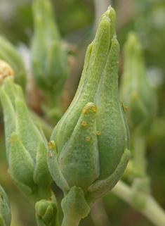 Cultivated Lettuce