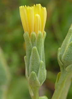 Cultivated Lettuce