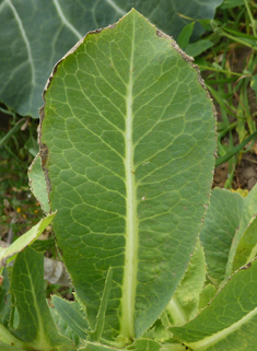 Cultivated Lettuce