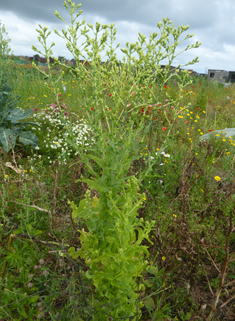 Cultivated Lettuce