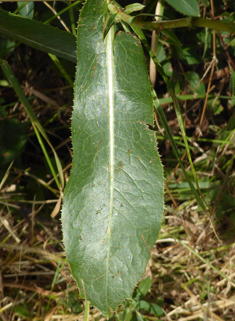 Prickly Lettuce