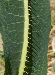 Prickly Lettuce