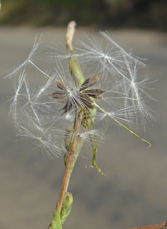 Prickly Lettuce