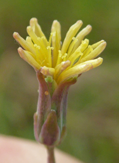 Prickly Lettuce