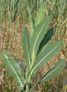 Prickly Lettuce