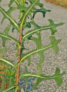 Prickly Lettuce