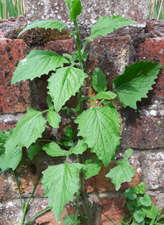 Nipplewort