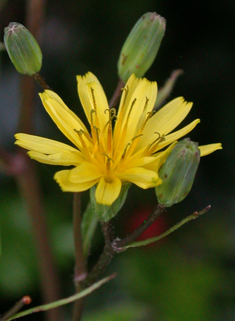 Nipplewort