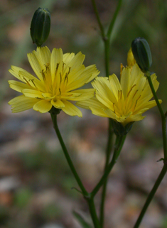 Nipplewort