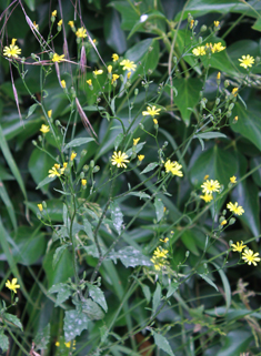 Nipplewort