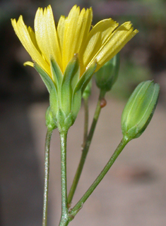 Nipplewort