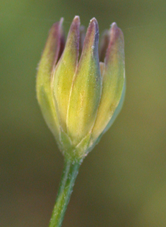 Nipplewort