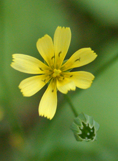 Nipplewort