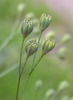 Nipplewort