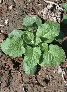 Nipplewort