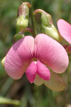 Variable-leaved Everlasting-pea