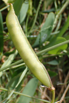 Variable-leaved Everlasting-pea
