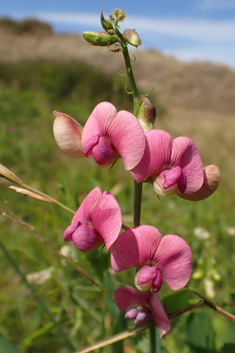 Variable-leaved Everlasting-pea