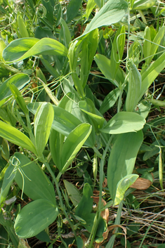 Variable-leaved Everlasting-pea
