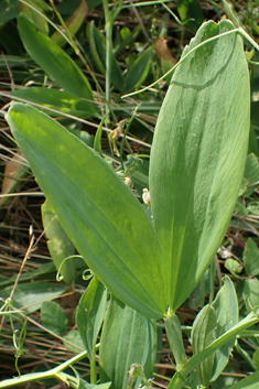 Variable-leaved Everlasting-pea