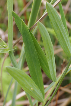 Marsh Pea