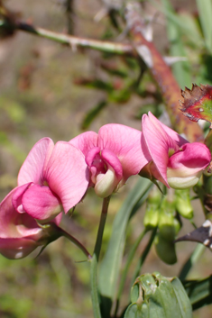 Narrow-leaved Everlasting-pea