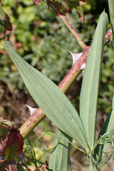 Narrow-leaved Everlasting-pea