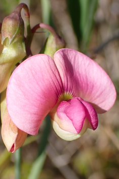 Narrow-leaved Everlasting-pea
