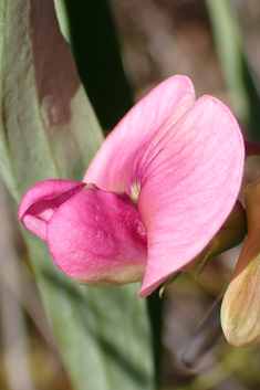 Narrow-leaved Everlasting-pea