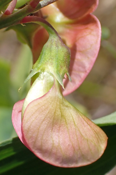 Narrow-leaved Everlasting-pea