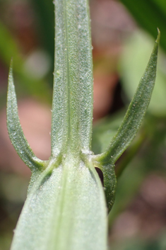 Narrow-leaved Everlasting-pea