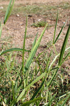Narrow-leaved Everlasting-pea