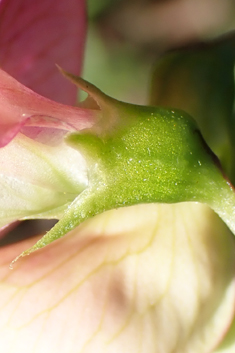 Narrow-leaved Everlasting-pea