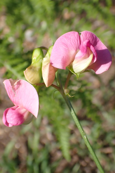 Narrow-leaved Everlasting-pea