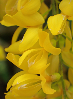 Smooth Laburnum