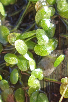 Least Duckweed