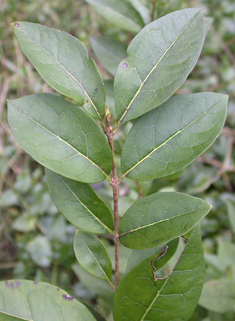 Oval-leaved Privet