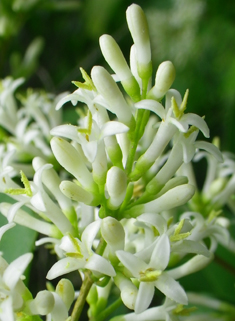 Oval-leaved Privet