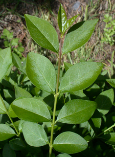 Oval-leaved Privet