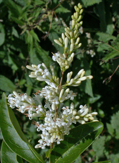 Oval-leaved Privet