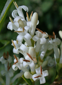 Oval-leaved Privet