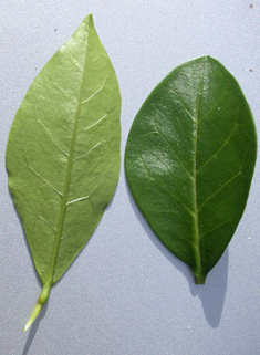 Oval-leaved Privet