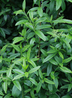 European Privet
